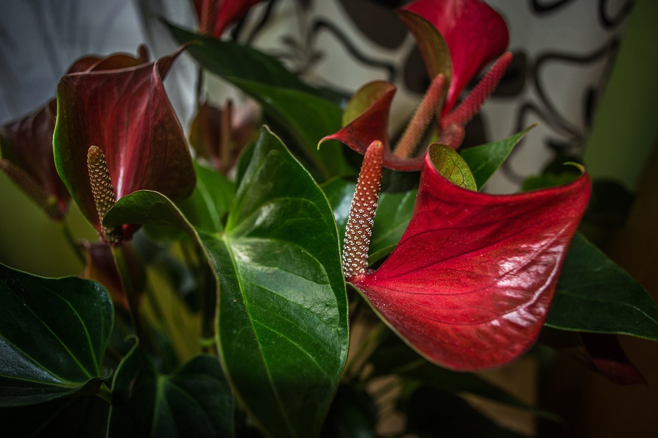 知豆引領(lǐng)綠色出行新篇章的最新動(dòng)態(tài)消息。