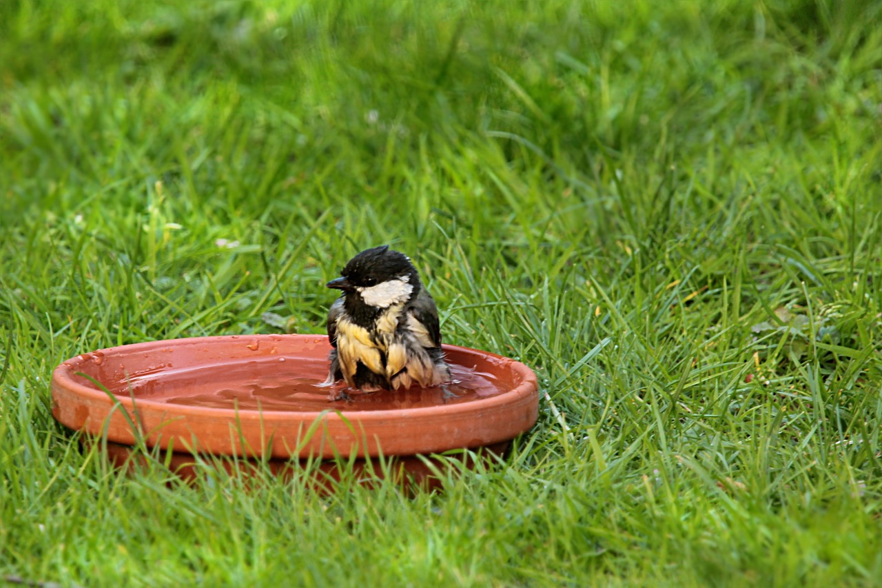 山東棉籽餅最新價格動態(tài)分析與趨勢預(yù)測