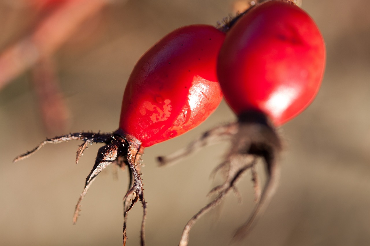 祝福紅城最新房價動態(tài)，實時更新，未來展望及購房指南