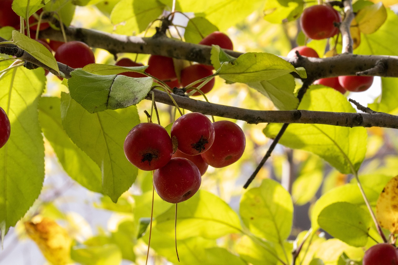 喜樂果 第31頁(yè)