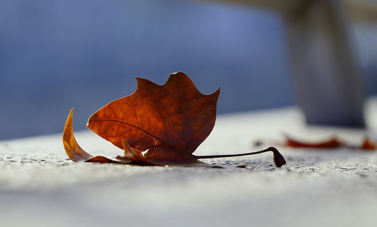 民權東區(qū)房價最新動態(tài)，市場走勢、前景展望與最新消息