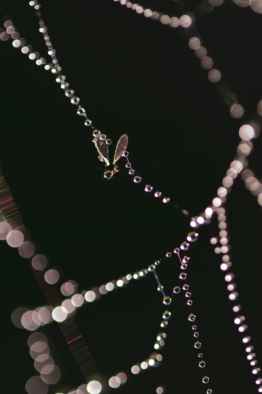 華為最新手環(huán)，科技與時(shí)尚的完美融合